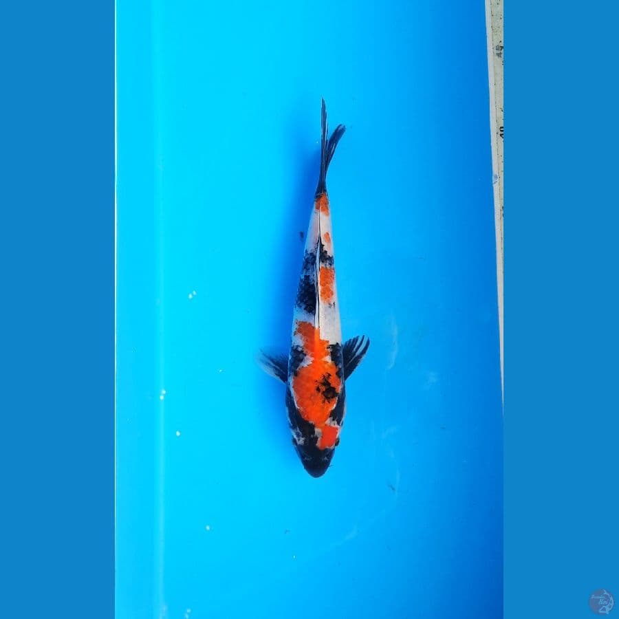 Tsubo showa 21cm