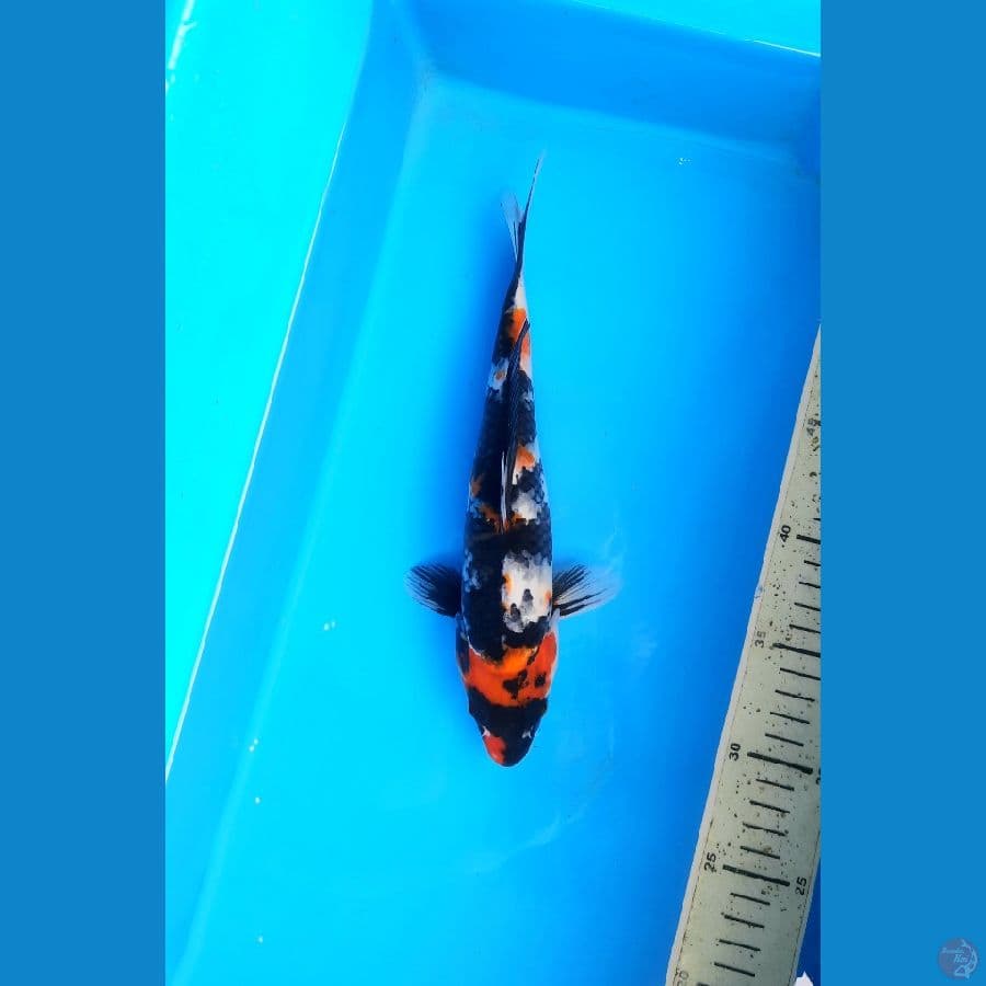 Showa 26cm