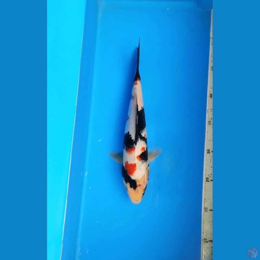 Kindai showa 27cm