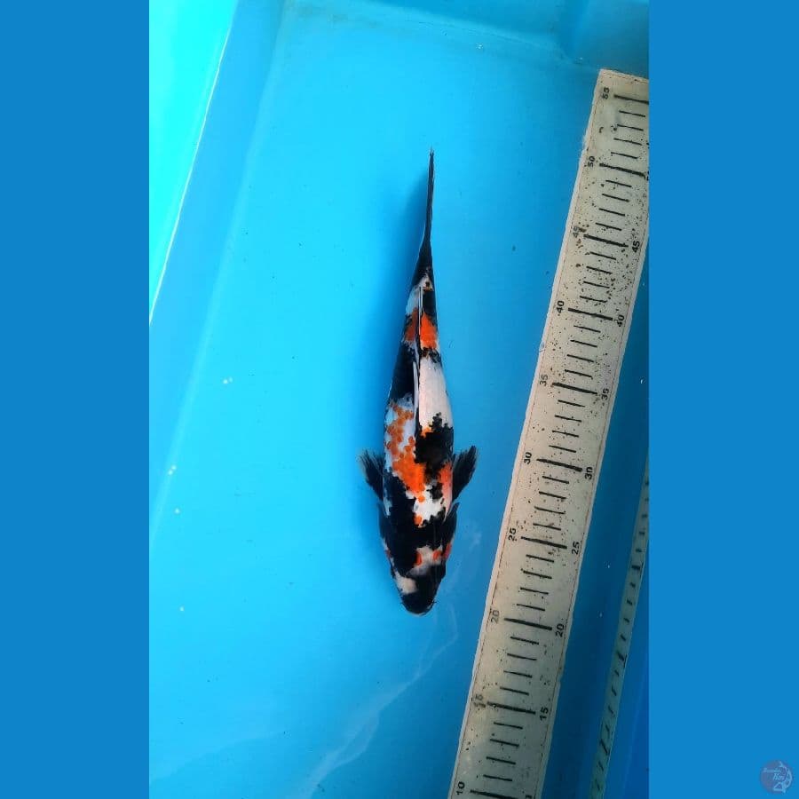 Showa 27cm