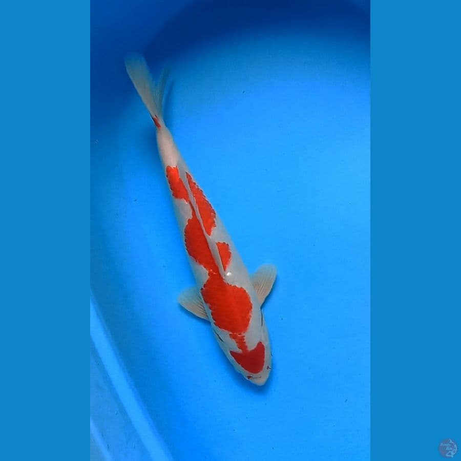 kohaku 