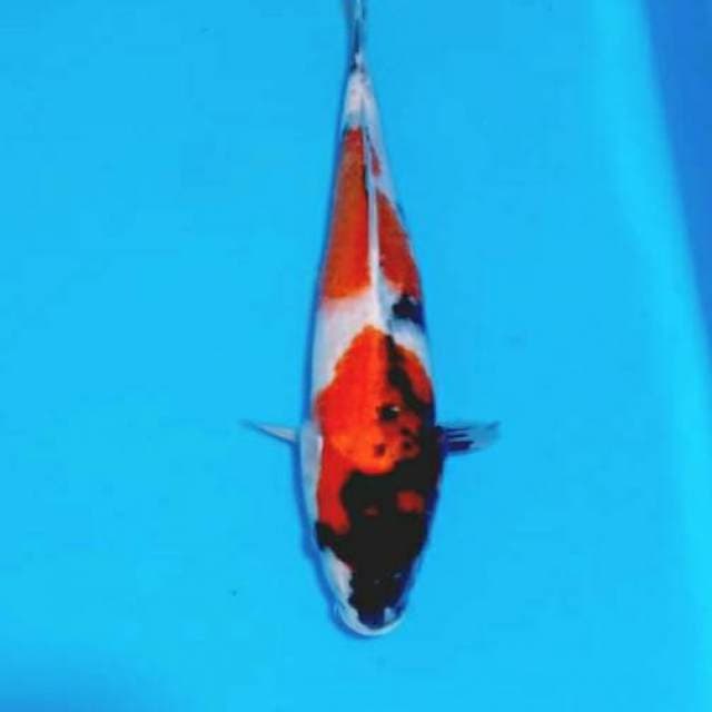 Showa 35cm