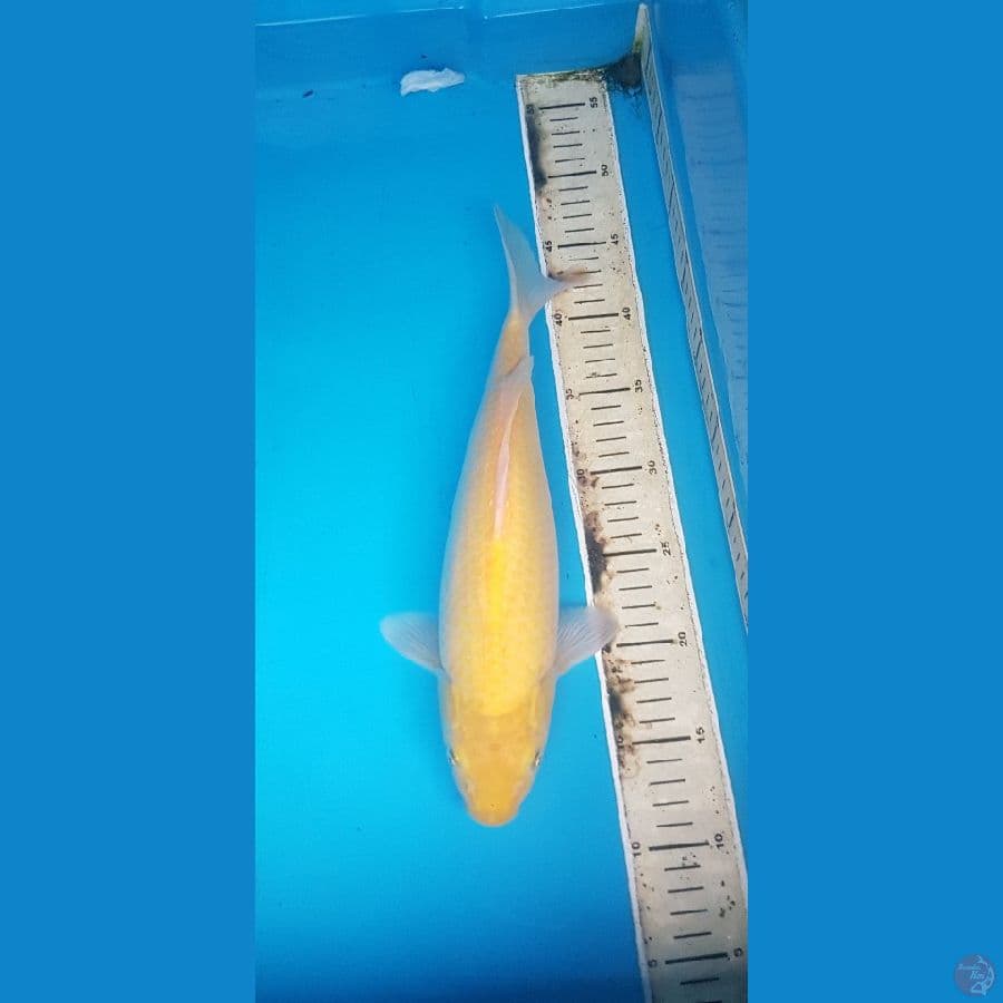 karashi 35cm
