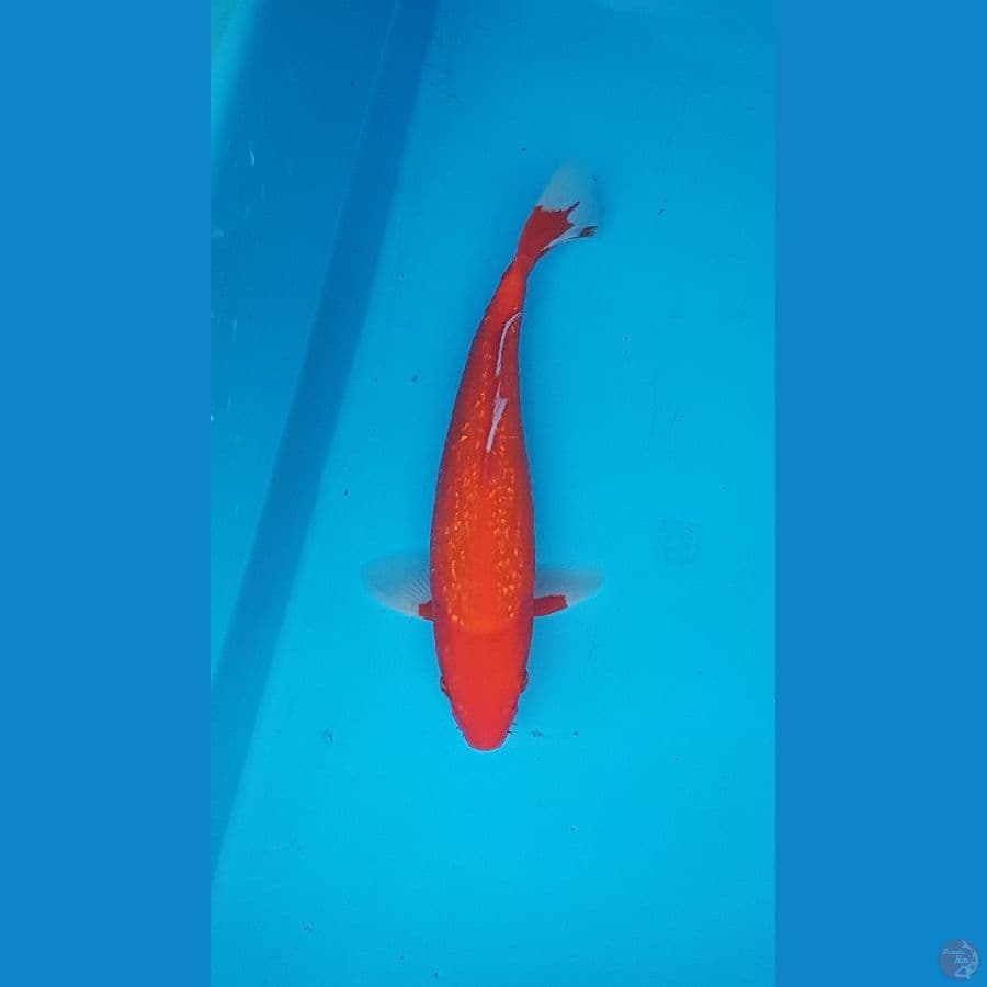 akahajiro merah darah 25cm
