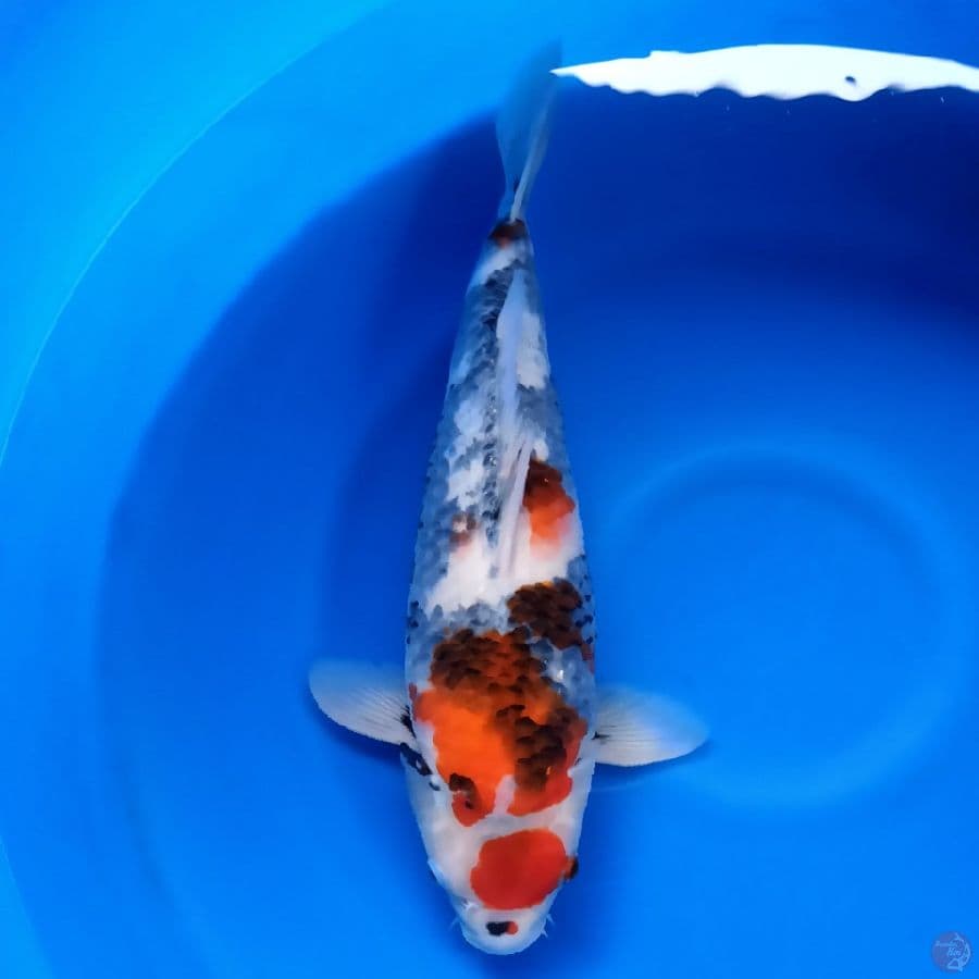 F1 dainichi