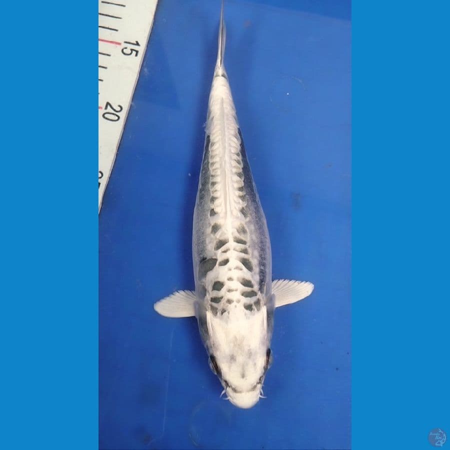 Kikokuryu 26cm