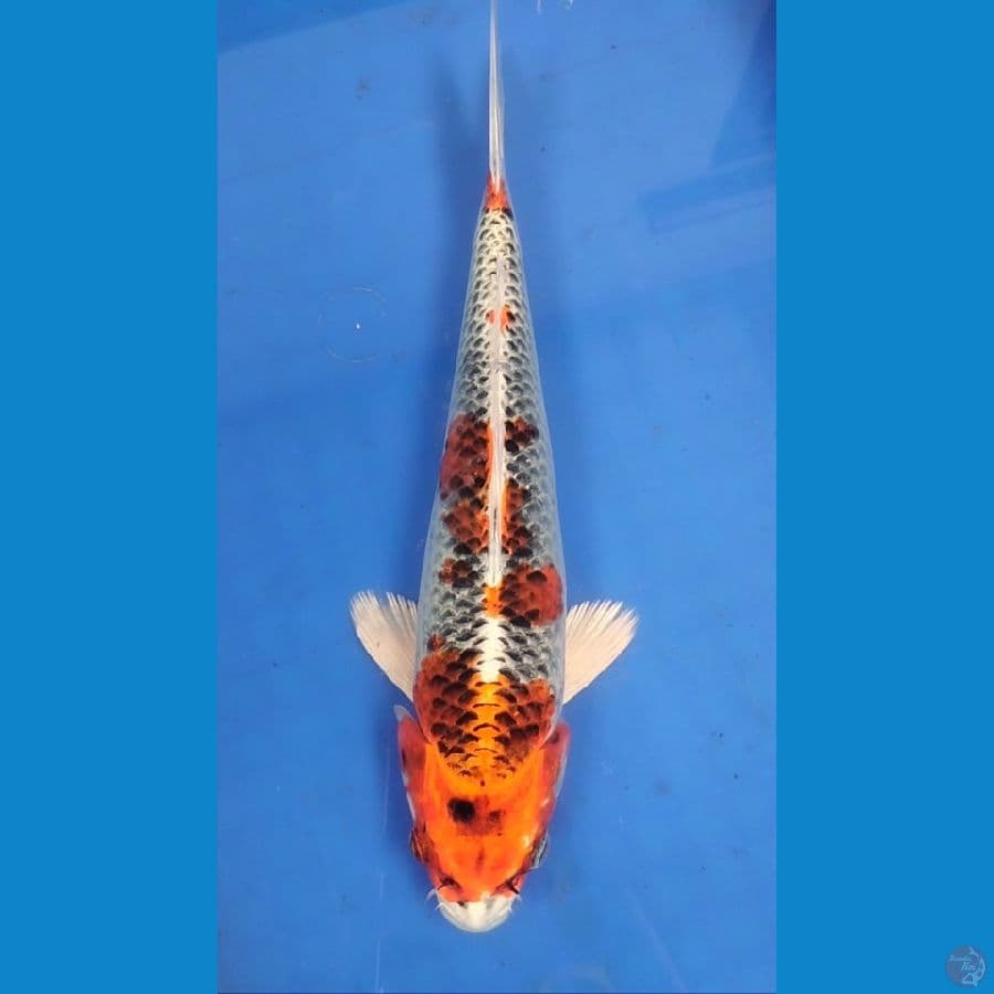 Kujaku 28cm