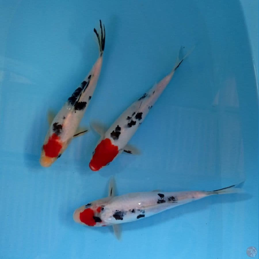 paket tancho, 24-25 cm