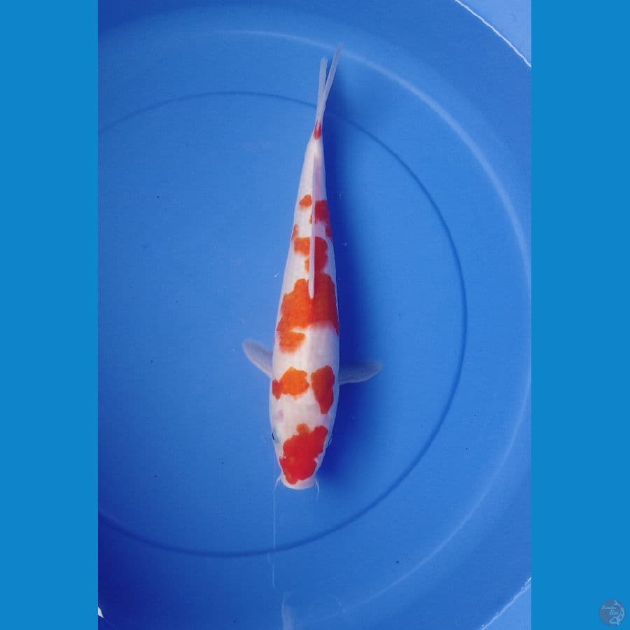 KOHAKU SAKURA 32cm