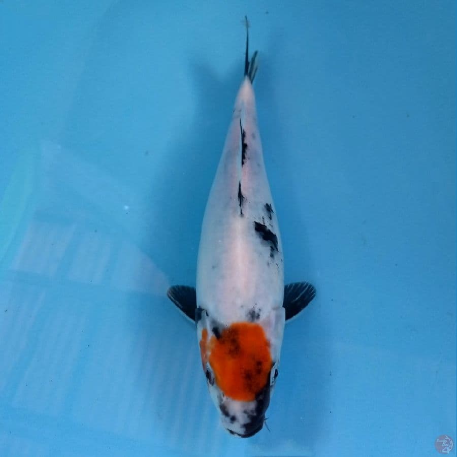 tancho showa, 26 cm