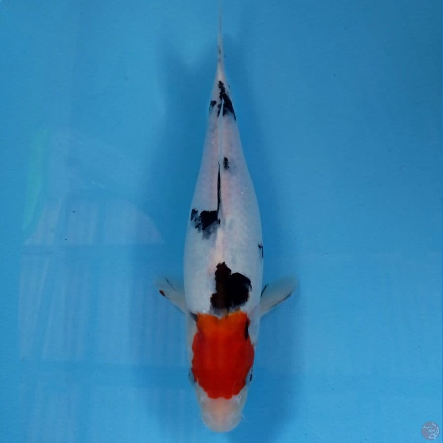 tancho sanke, 30 cm