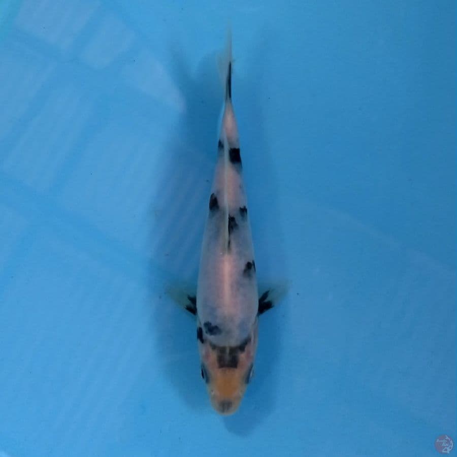 minio shiro, 16 cm