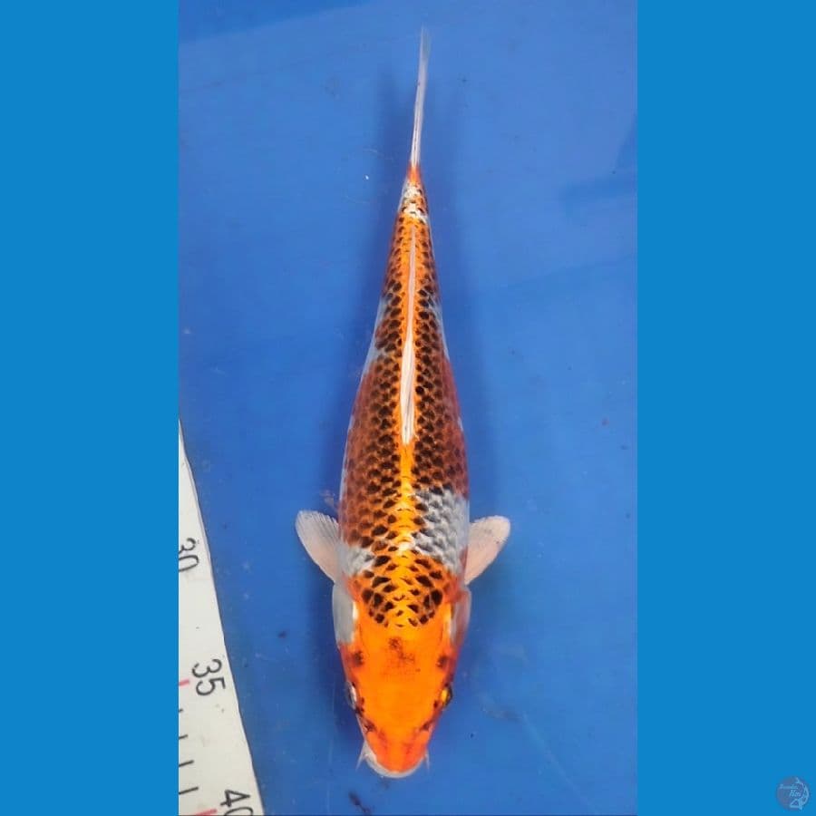 Kujaku 29cm