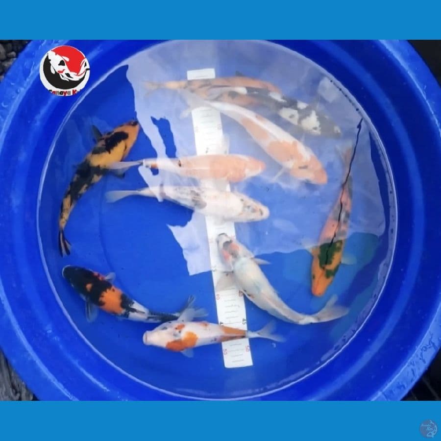 PAKET 10 EKOR --- CANAYA KOI FARM