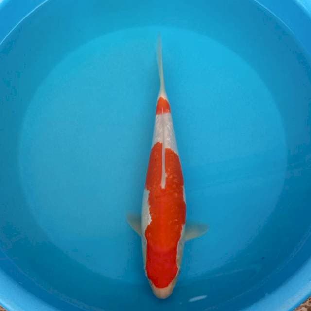 Kohaku ginrin merah strong
