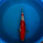Kohaku ginrin merah strong