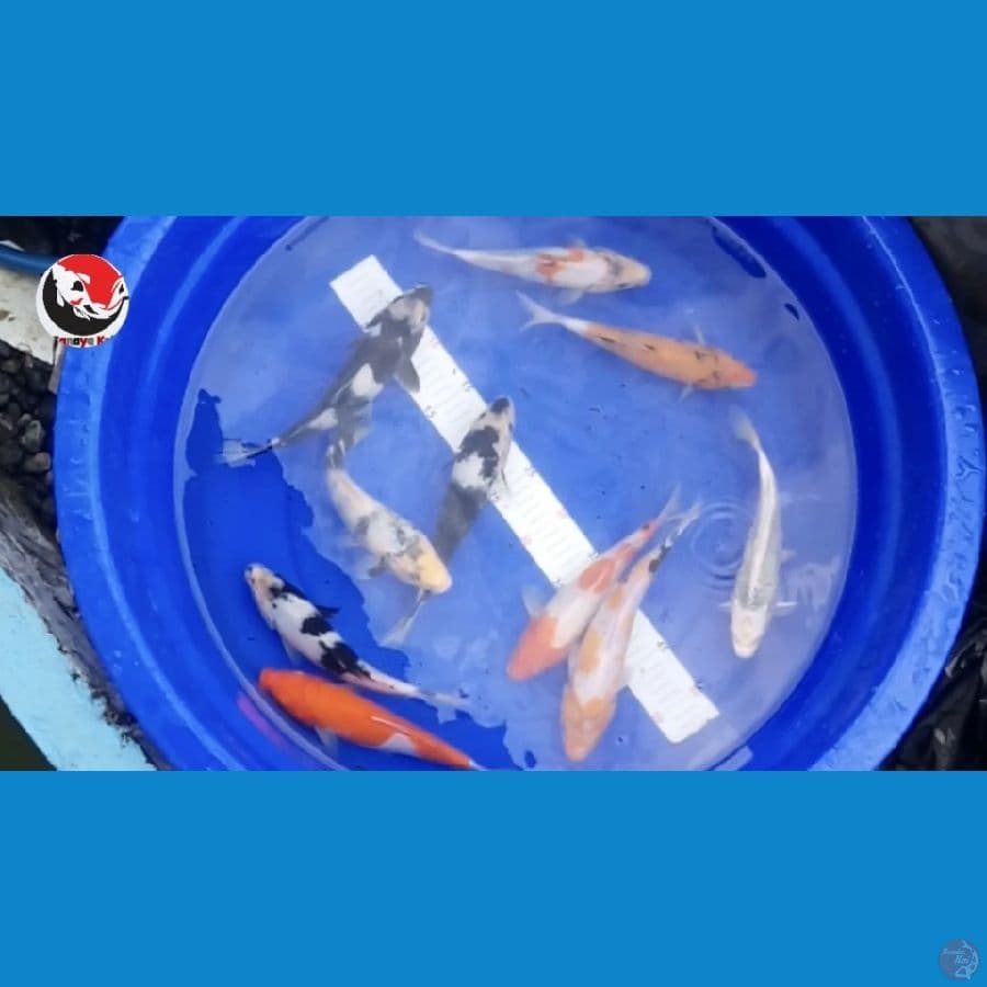 PAKET 10 EKOR --- CANAYA KOI FARM