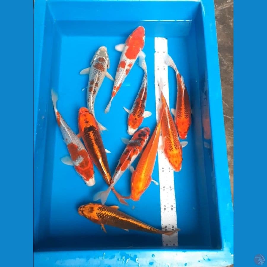 paket 10 ekor