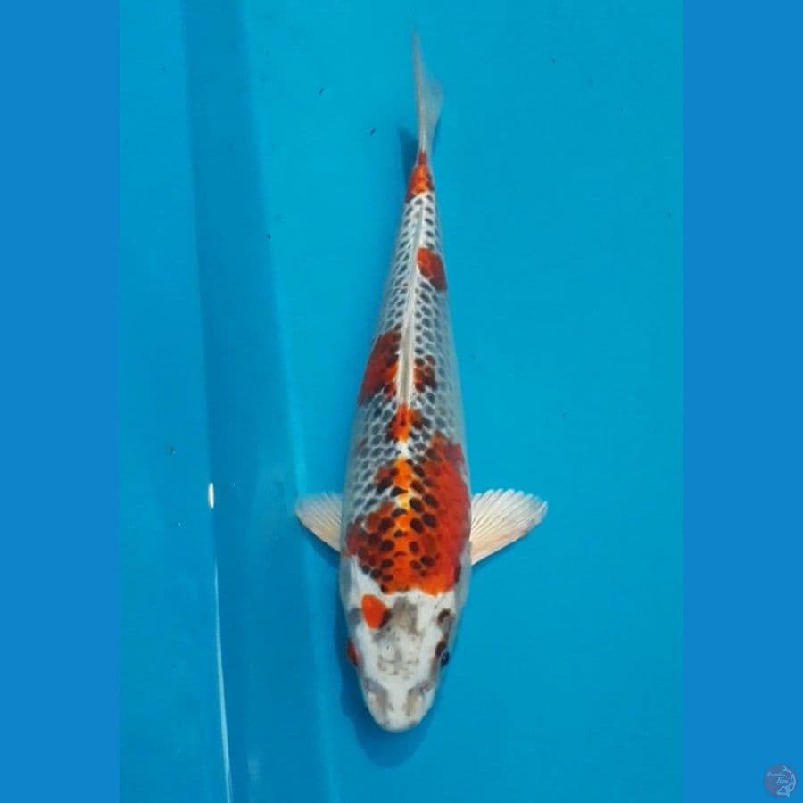 kujaku 28 cm