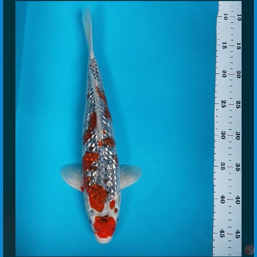 goshiki ginrin 36cm male