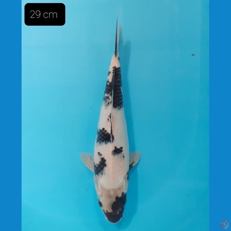 Shiro 29 cm