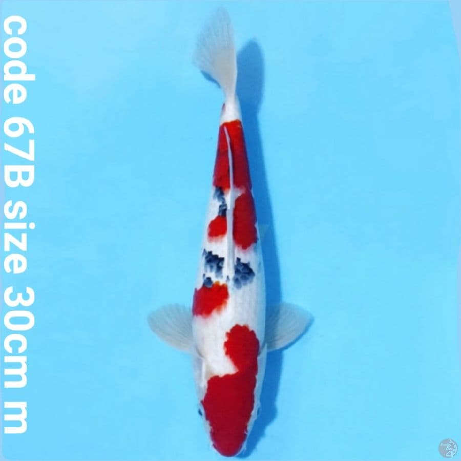 Taisho sanke merah cabe HQ
