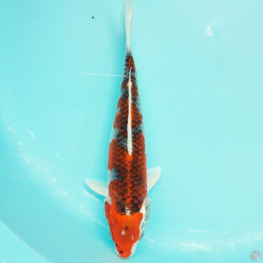 Kujaku 26cm