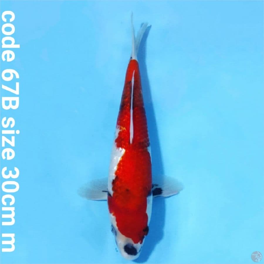 Ginrin showa tategoi merah