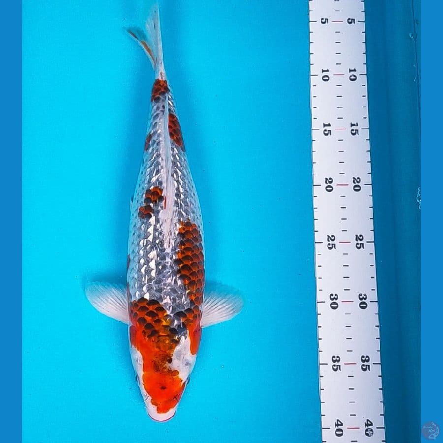 goshiki ginrin 35cm bulky