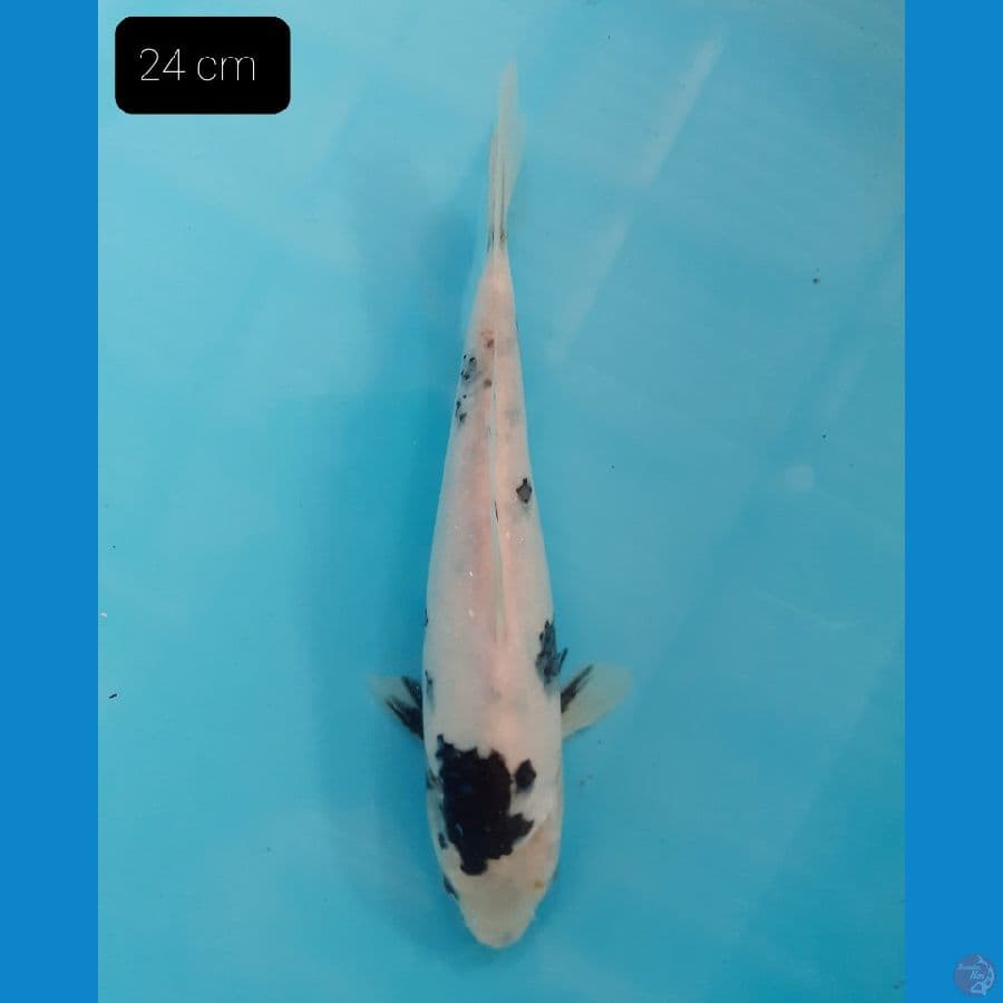 Shiro 24 cm