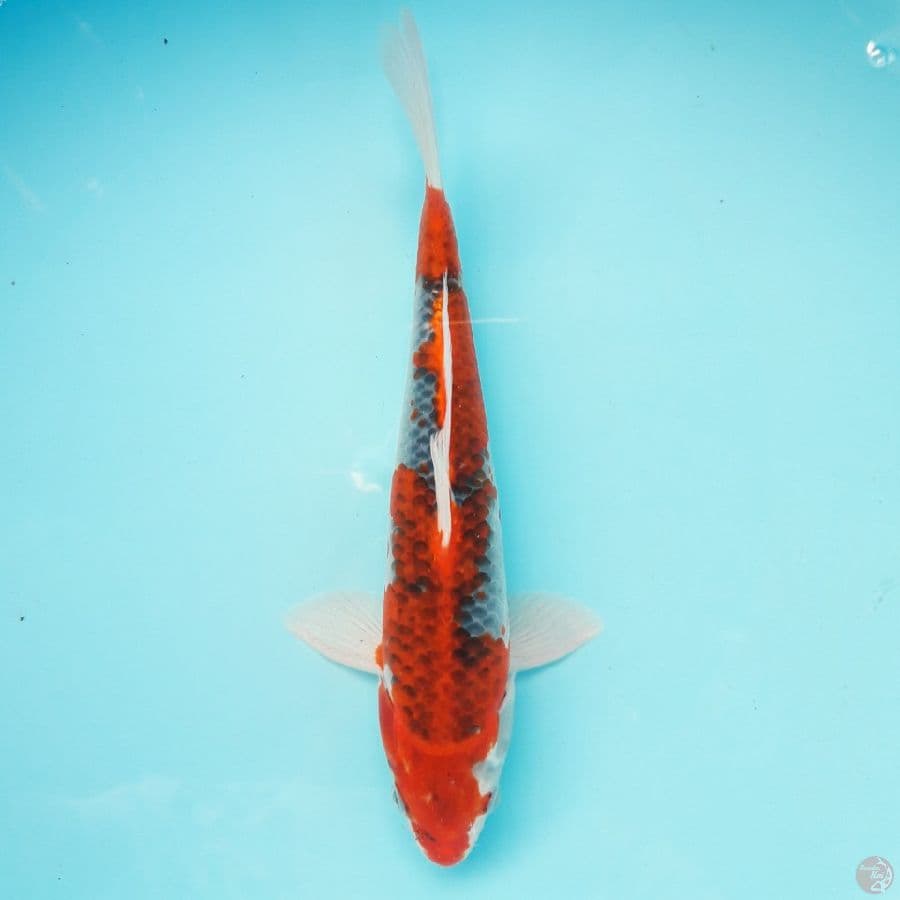 Kujaku 28cm