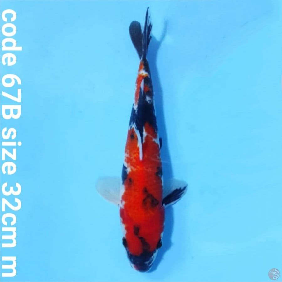 Showa sanshoku tategoi