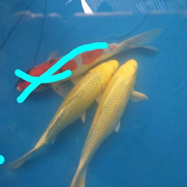 2 ogon