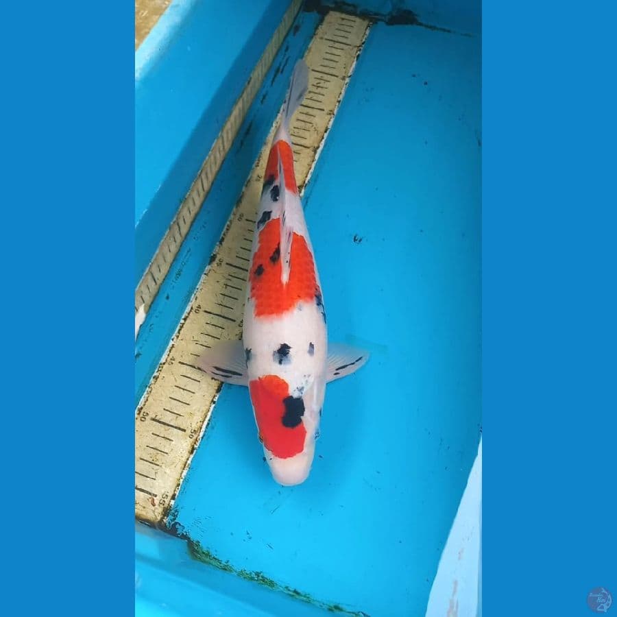 Sanke 37cm Male