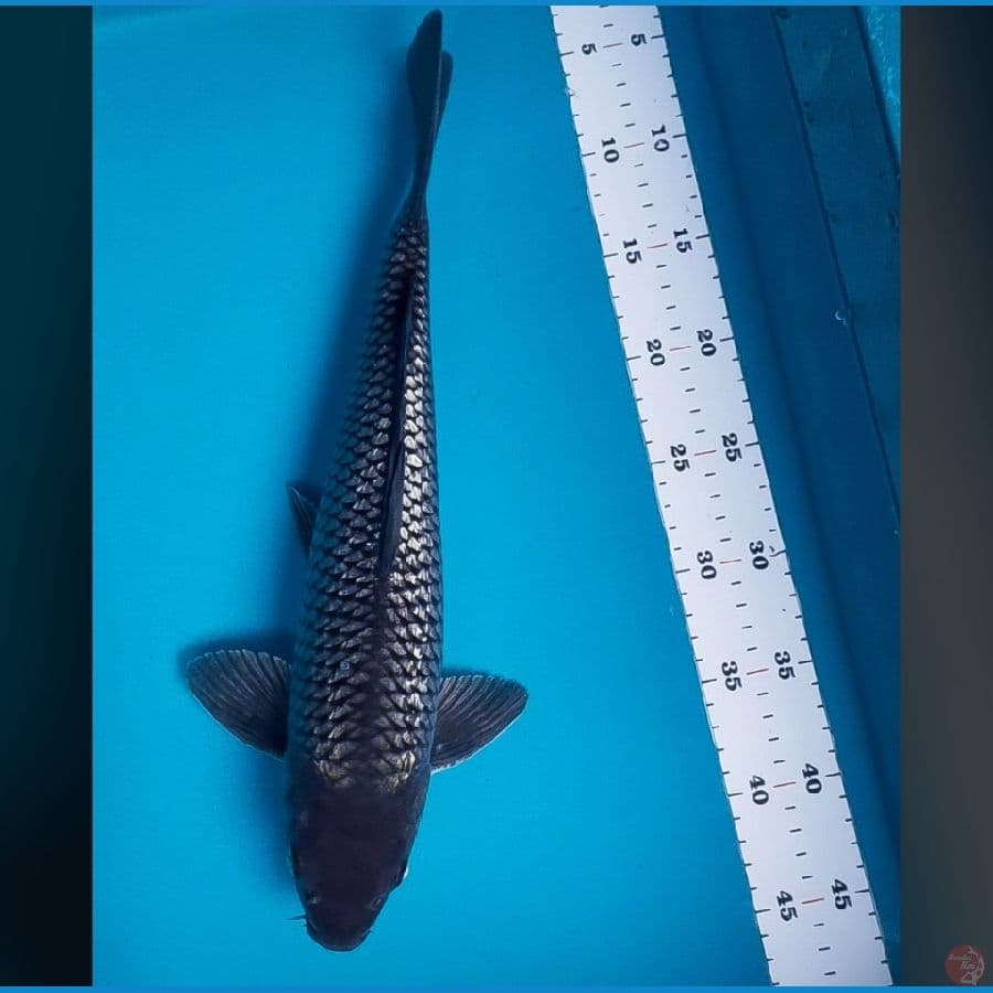 black soragin 40cm