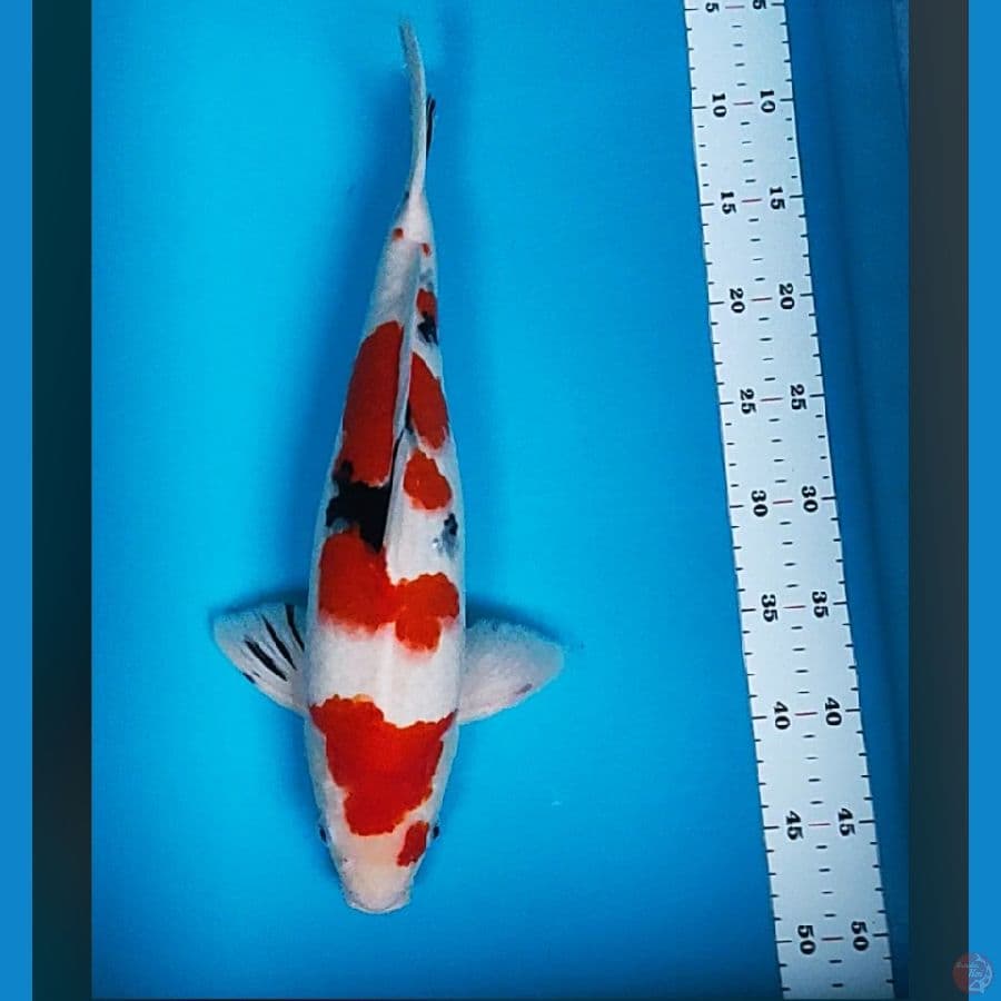 sanke strong 41cm male body jumbo