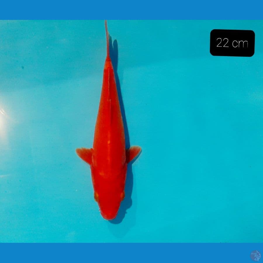 benigoi doit strong 22 cm