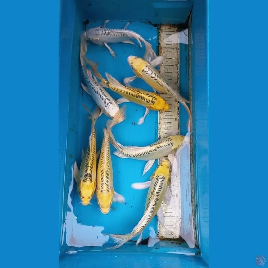 Kumpay 8ekor 24-27cm