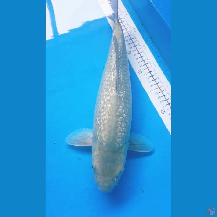 soragoi ginrin clear 40cm/fml punuk