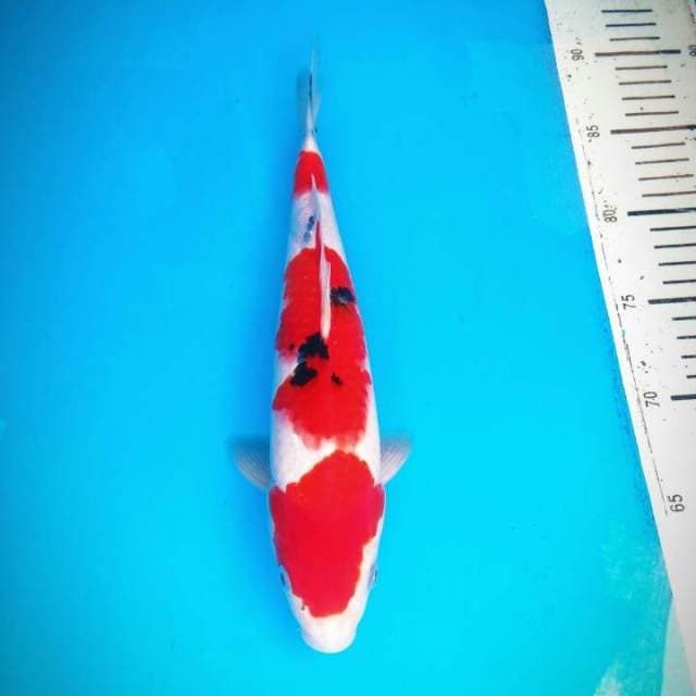 SANKE BENI STRONG - 30 CM