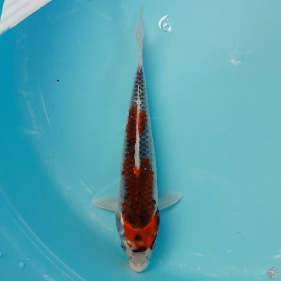 Goshiki 27cm