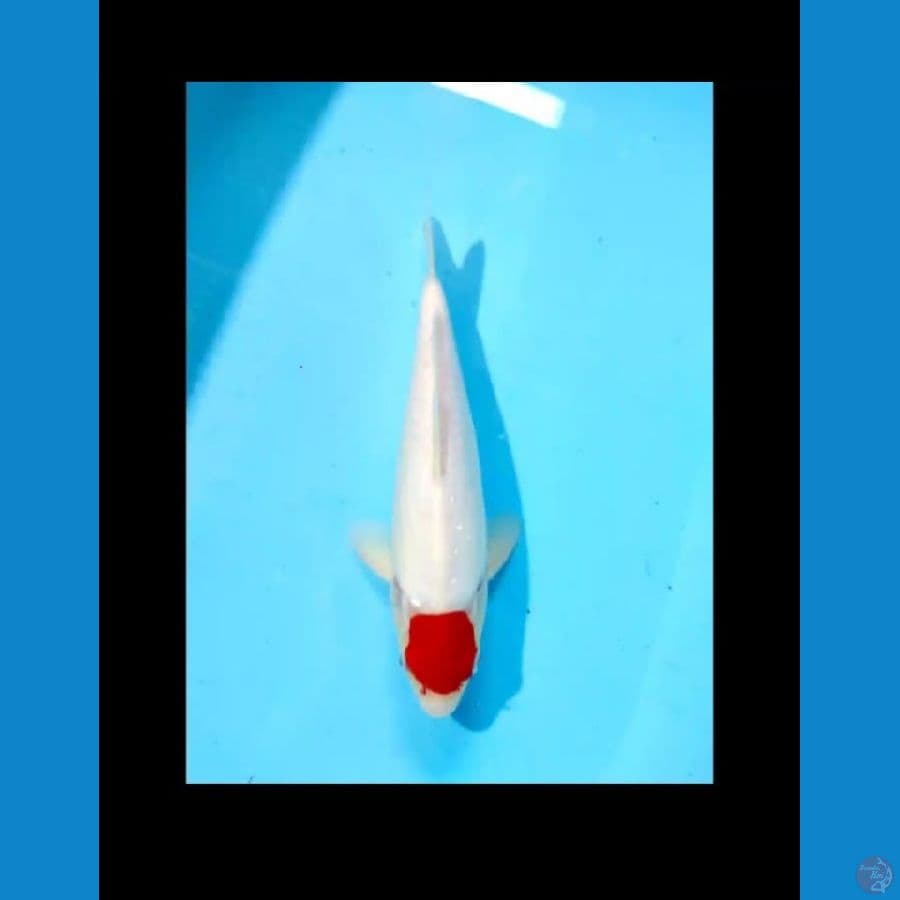 tanco kohaku 28cm