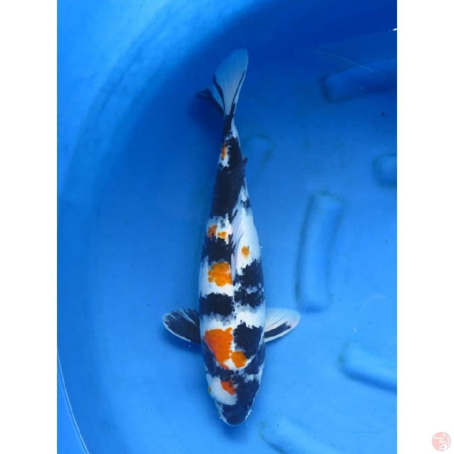 Showa Jumbo - 50cm