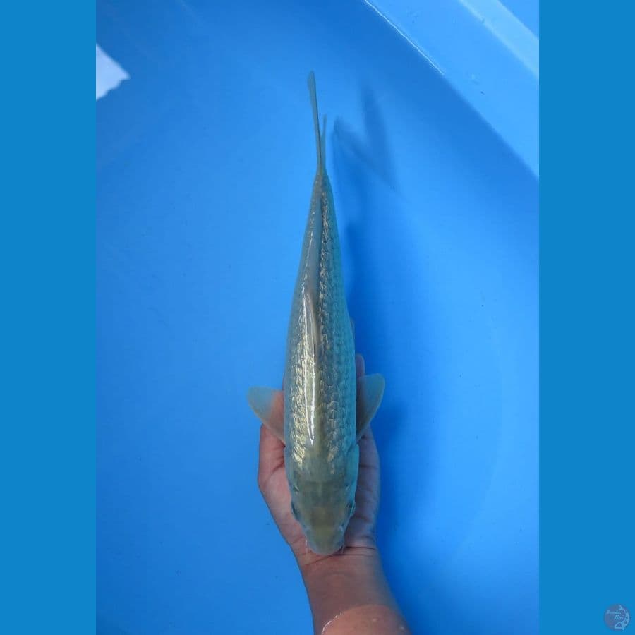 soragoi gingrin 30 cm male 
