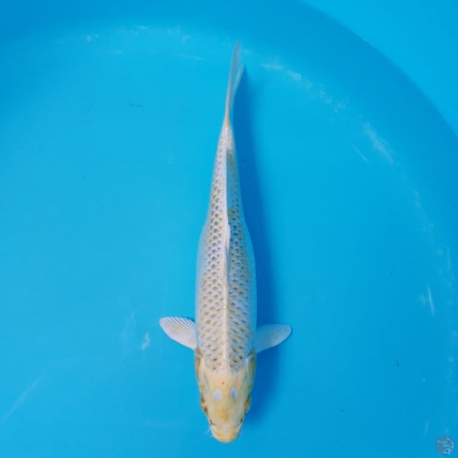 Hariwake 28cm