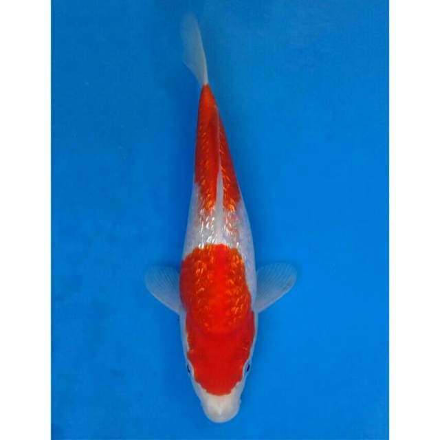 Okawa Kohaku Ginrin