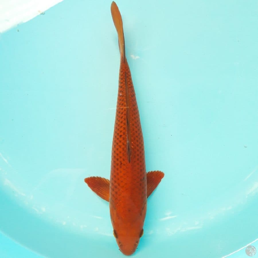 Chagoi Tembaga Super Jantan 30cm