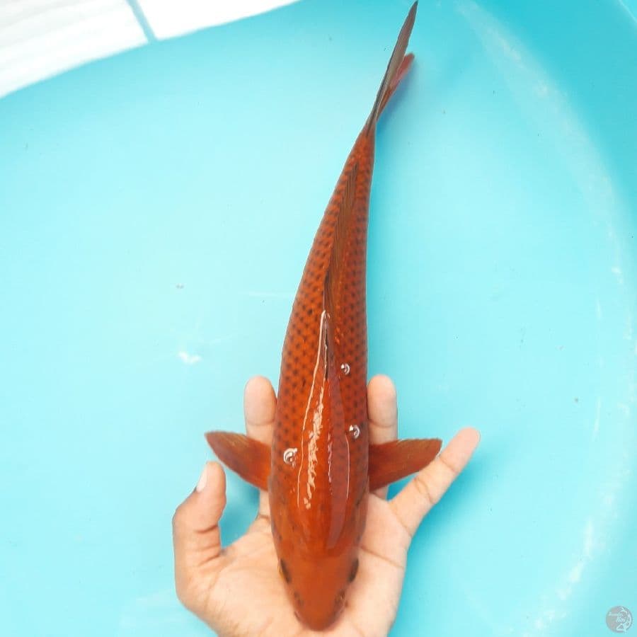 Chagoi Tembaga Super Jantan 30cm