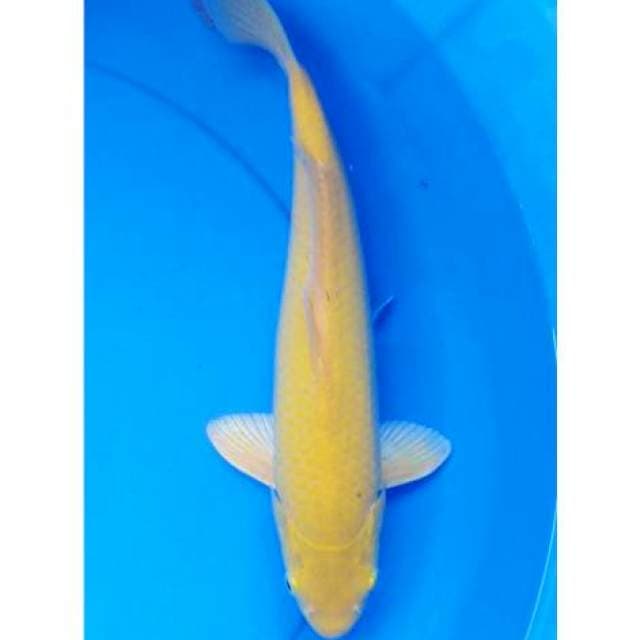 Karashi 32 cm