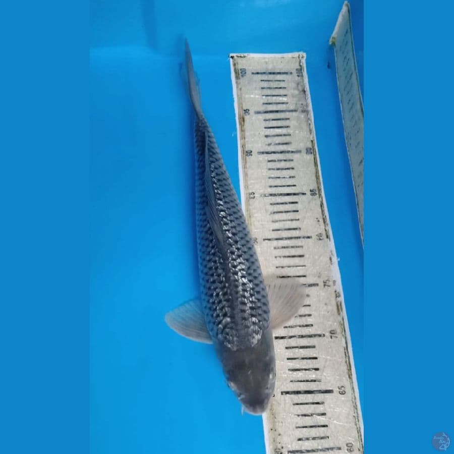 Soragoi ginrin 37cm/male